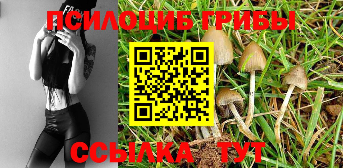 Псилоцибиновые грибы Psilocybine cubensis Балашов